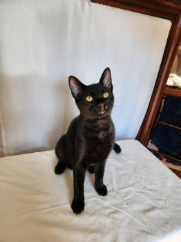 Topaz-- courtesy listing -  Domestic Short Hair Cat for Adoption in Concord, North Carolina - Topaz-- Courtesy Listing | PetCurious