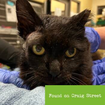 Domestic Short Hair Cats Available for Adoption in Lynchburg, Virginia - Penelopi | PetCurious