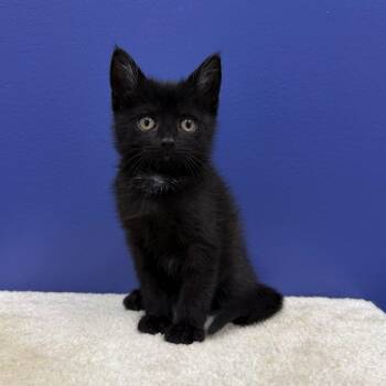 Bo Peep -  Domestic Short Hair Cat for Adoption in High Ridge, Missouri - Bo Peep | PetCurious
