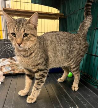 Rescue Domestic Short Hair Cats for Adoption in Pryor, Oklahoma - Astro | PetCurious