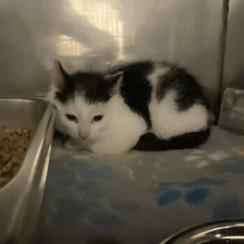 Chip (Chips Ahoy) -  Domestic Short Hair Cat for Adoption in Waldorf, Maryland - Chip (Chips Ahoy) | PetCurious