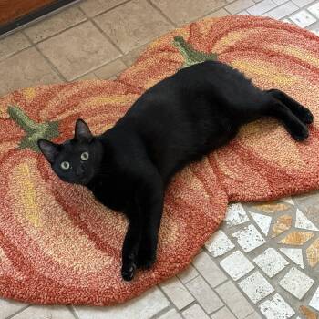 Domestic Short Hair Cats Available for Adoption in Schertz, Texas - Merlin | PetCurious