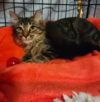 Stary at Canton PetSmart Adoption Center Michigan Ave -  Domestic Long Hair Cat for Adoption in Taylor, Michigan - Stary At Canton PetSmart Adoption Center Michigan Ave | PetCurious