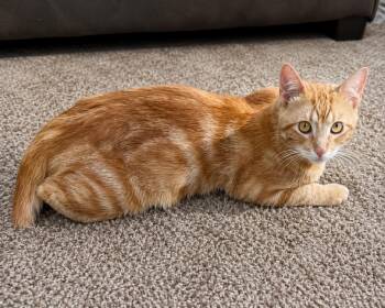 Manson "Marilyn " -  Tabby Cat for Adoption in Calimesa, California - Manson "Marilyn " | PetCurious