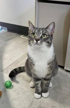 Domestic Short Hair Cats Available for Adoption in Brockport, New York - Shannon | PetCurious