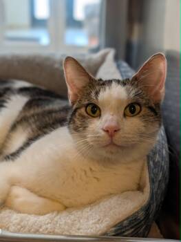 Twiggy -  Domestic Short Hair Cat for Adoption in Chambersburg, Pennsylvania - Twiggy | PetCurious