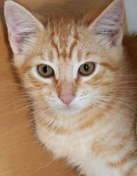 Flame -  Domestic Short Hair Cat for Adoption in Bellevue, Washington - Flame | PetCurious