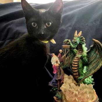 Rescue Domestic Short Hair Cats for Adoption - Will Byers | PetCurious