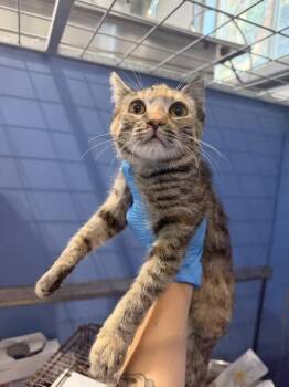 FRIDA -  Domestic Short Hair Cat for Adoption in San Bernardino, California - FRIDA | PetCurious