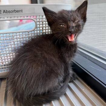 Domestic Short Hair Cats Available for Adoption in St. Louis, Missouri - Tango | PetCurious