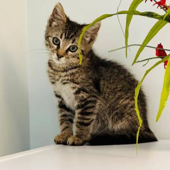 Juliet -  Domestic Short Hair Cat for Adoption in Syosset, New York - Juliet | PetCurious