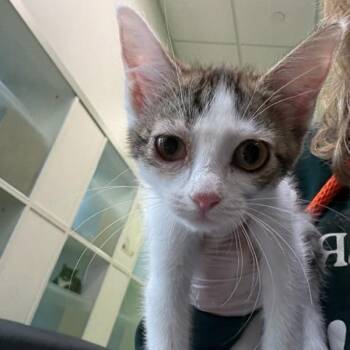 Josh -  Domestic Short Hair Cat for Adoption in Des Moines, Iowa - Josh | PetCurious