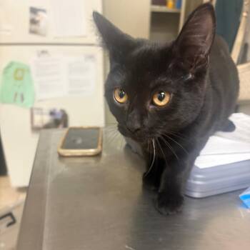Gilligan -  Domestic Short Hair Cat for Adoption in Pekin, Illinois - Gilligan | PetCurious