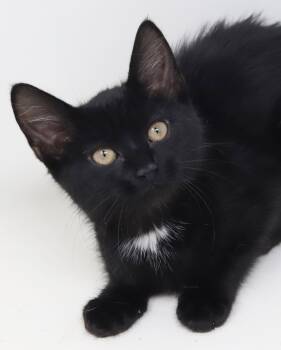 Charlotte is a smushy cuddly love muffin - ORANGE EYES TOO -  Bombay and Norwegian Forest Cat Cat for Adoption in Bedford Hills, New York - Charlotte Is A Smushy Cuddly Love Muffin - ORANGE EYES TOO | PetCurious