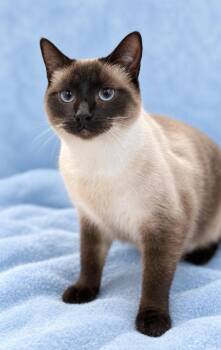 Selene -  Domestic Short Hair and Siamese Cat for Adoption in Greensboro, North Carolina - Selene | PetCurious