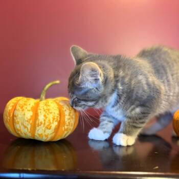 Parton -  Domestic Short Hair Cat for Adoption in Michigan City, Indiana - Parton | PetCurious