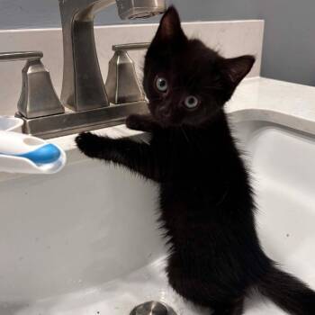 Slinky -  Domestic Short Hair Cat for Adoption in Jarrettsville, Maryland - Slinky | PetCurious
