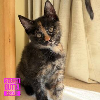 Yellow -  Domestic Short Hair Cat Available for Adoption in Vancouver, British Columbia - Yellow | PetCurious