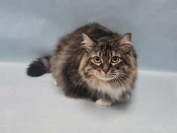 Little Kitty -  Domestic Long Hair and Domestic Short Hair Cat for Adoption in Minneapolis, Minnesota - Little Kitty | PetCurious
