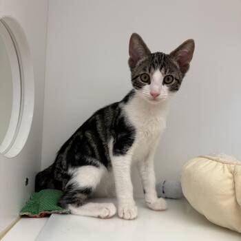 McLaren -  Tabby Cat for Adoption in Newport Beach, California - McLaren | PetCurious