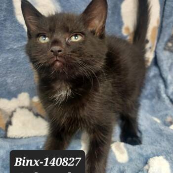 Domestic Short Hair Cats Available for Adoption in New Tazewell, Tennessee - Binx | PetCurious
