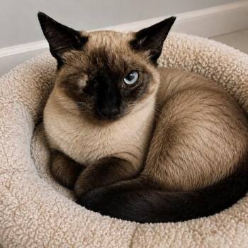 Magdala -  Siamese and Domestic Short Hair Cat for Adoption in Antioch, California - Magdala | PetCurious