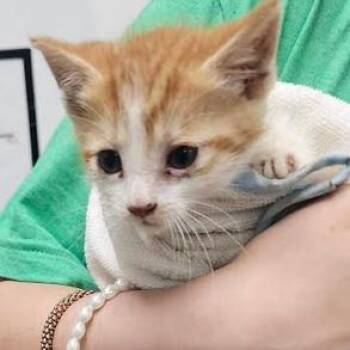 Rose cat -  Domestic Short Hair Cat for Adoption in Starkville, Mississippi - Rose Cat | PetCurious