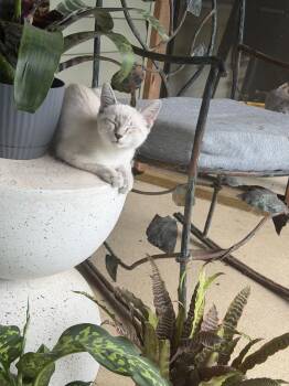 Prentiss      WC 1169 -  Domestic Short Hair Cat for Adoption in Metamora, Illinois - Prentiss      WC 1169 | PetCurious