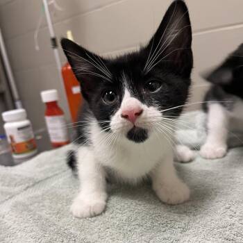 Tulia -  Domestic Short Hair Cat for Adoption in Bristol, Indiana - Tulia | PetCurious