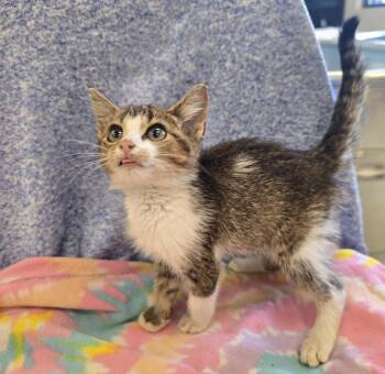 Gustav -  Domestic Short Hair Cat for Adoption in Dickson, Tennessee - Gustav | PetCurious