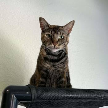 Tortellini -  Torbie and Domestic Short Hair Cat for Adoption in Antioch, California - Tortellini | PetCurious