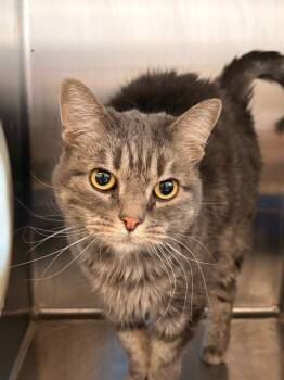 Rescue Domestic Short Hair Cats for Adoption in Heber City, Utah - Luna | PetCurious