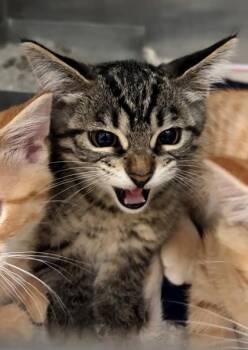 Smores -  Domestic Short Hair Cat for Adoption in Baraboo, Wisconsin - Smores | PetCurious