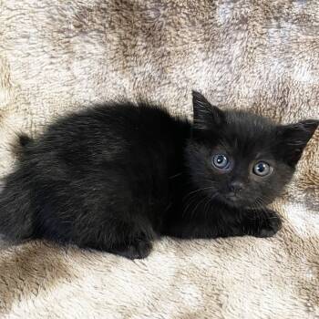 Rescue Domestic Short Hair Cats for Adoption in Mt. Juliet, Tennessee - Babble | PetCurious