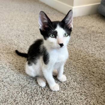 Macchiato -  Domestic Short Hair Cat for Adoption in NEW PT RICHEY, Florida - Macchiato | PetCurious