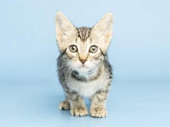 JANIS -  Domestic Short Hair Cat for Adoption in Phoenix, Arizona - JANIS | PetCurious