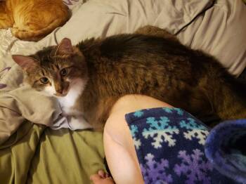 Rescue Domestic Medium Hair Cats for Adoption in West Columbia, South Carolina - Kanar | PetCurious