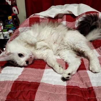 Juniper -  Domestic Long Hair and Ragdoll Cat for Adoption in Grantsville, Utah - Juniper | PetCurious