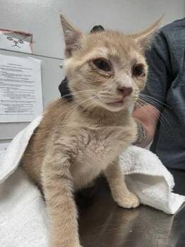 Dialga -  Domestic Short Hair Cat for Adoption in Sevierville, Tennessee - Dialga | PetCurious