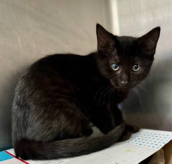 Rescue Domestic Short Hair Cats for Adoption in Danielsville, Georgia - Stuffing | PetCurious