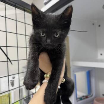 Colt -  Domestic Short Hair Cat for Adoption in Jupiter, Florida - Colt | PetCurious