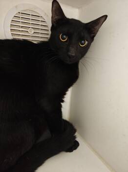 Domestic Short Hair Cats Available for Adoption in Phoenix, Arizona - Harold | PetCurious