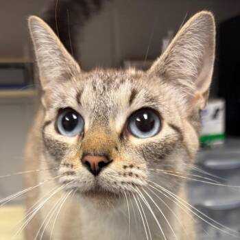 Pennsylvania -  Domestic Short Hair Cat for Adoption in Greenville, South Carolina - Pennsylvania | PetCurious