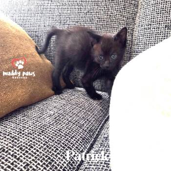 Spongebob Litter:  Patrick -  Domestic Short Hair Cat for Adoption in Council Bluffs, Iowa - Spongebob Litter:  Patrick | PetCurious