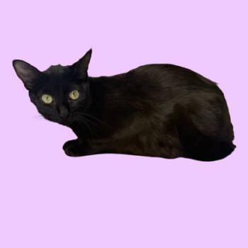 Rescue Domestic Short Hair Cats for Adoption in Tuscaloosa, Alabama - TUSC-Stray-82648 | PetCurious