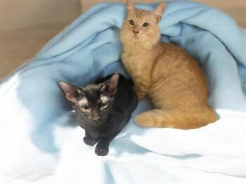 Domestic Long Hair Cats Available for Adoption in Houston, Texas - Jerry | PetCurious