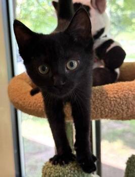 Beelzaboot -  Domestic Short Hair Cat for Adoption in Midland, Virginia - Beelzaboot | PetCurious