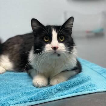 Domestic Medium Hair Cats Available for Adoption in Riverside, California - Lucky | PetCurious