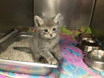 Domestic Short Hair Cats Available for Adoption in Thousand Palms, California - A1916715 | PetCurious