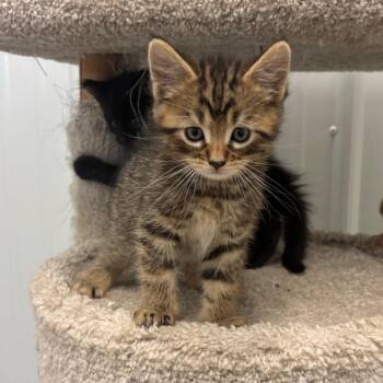 Domestic Short Hair Cats Available for Adoption in Brookfield, Missouri - Beau | PetCurious